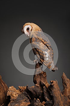 Beautiful common barn owl on tree against grey background