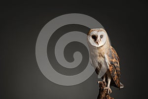 Beautiful common barn owl on tree against grey background. Space for text