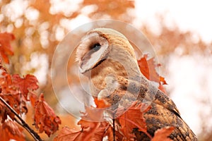 Beautiful common barn owl on tree outdoors