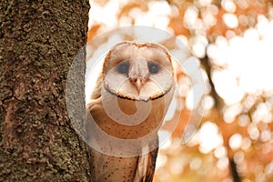Beautiful common barn owl on tree outdoors