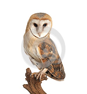 Beautiful common barn owl on twig against background