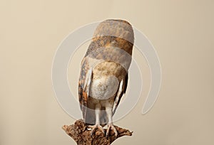 Beautiful common barn owl on twig against beige background