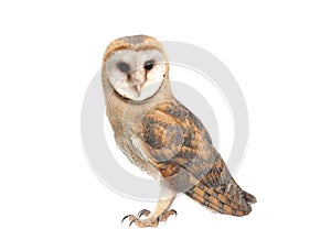 Beautiful common barn owl on white background