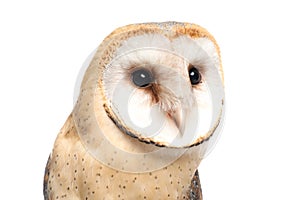 Beautiful common barn owl on white background, closeup