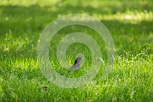 A beautiful common blackbird feeding in the grass in park before migration. Turdus merula. Adult bird in park