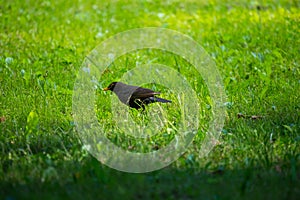 A beautiful common blackbird feeding in the grass in park before migration. Turdus merula. Adult bird in park