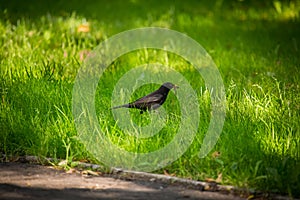 A beautiful common blackbird feeding in the grass in park before migration. Turdus merula. Adult bird in park