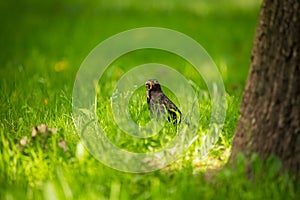 A beautiful common blackbird feeding in the grass in park before migration. Turdus merula. Adult bird in park