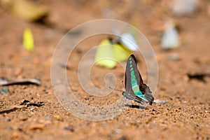 Beautiful common bluebottle butterfly in Thailand