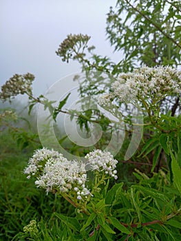 A beautiful Common Boneset that grows in the forest