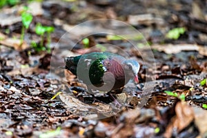 Beautiful Common emerald dove, Asian emerald dove perching on the rock