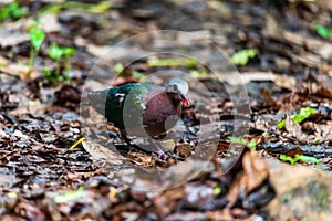 Beautiful Common emerald dove, Asian emerald dove perching on the rock