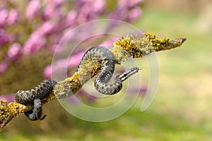 Beautiful common european adder in spring