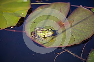 A beautiful common green water frog enjoying sunbathing in a natural habitat at the forest pond.