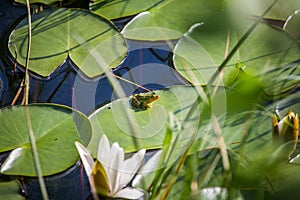 A beautiful common green water frog enjoying sunbathing in a natural habitat at the forest pond.