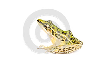 A beautiful common green water frog. isolated on white background