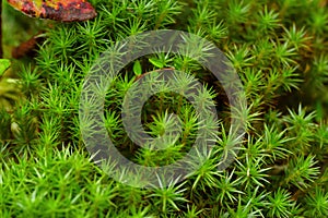 Beautiful Common haircap moss is growing in the wet woodland