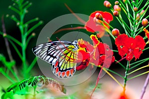 A beautiful Common Jezebel butterfly Delias eucharis is resting on Royal poinciana flower plant during Springtime