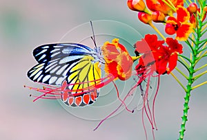 A beautiful Common Jezebel butterfly Delias eucharis is resting on Royal poinciana flowers, a close-up side view of colorful wi