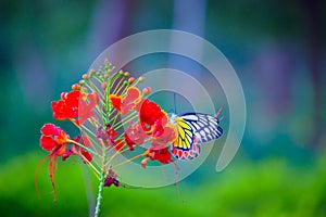 A beautiful Common Jezebel butterfly Delias eucharis is resting on Royal poinciana flowers during Springtime