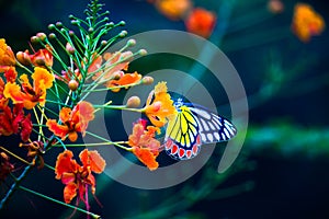 A beautiful Common Jezebel butterfly Delias eucharis is resting on Royal poinciana flowers during Springtime