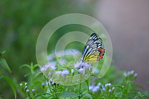 A beautiful Common Jezebel butterfly Delias eucharis is seated on Lantana flowers