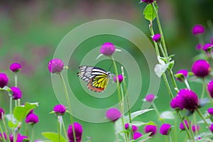 A beautiful Common Jezebel butterfly Delias eucharis is seated on Lantana flowers, a close-up side view of colorful wings