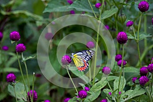 A beautiful Common Jezebel butterfly Delias eucharis is seated on Lantana flowers, a close-up side view of colorful wings