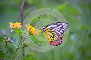 A beautiful Common Jezebel butterfly Delias eucharis is seated on Lantana flowers, a close-up side view of colorful wings