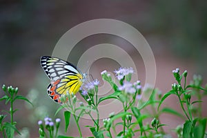 A beautiful Common Jezebel butterfly Delias eucharis is seated on Lantana flowers, a close-up side view of colorful wings