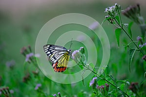 A beautiful Common Jezebel butterfly Delias eucharis is seated on Lantana flowers, a close-up side view of colorful wings