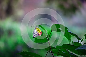 A beautiful Common Jezebel butterfly Delias eucharis is seated on Lantana flowers, a close-up side view of colorful wings