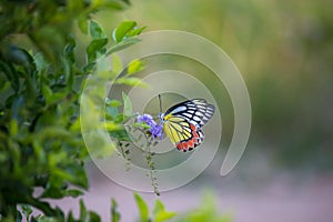 A beautiful Common Jezebel butterfly Delias eucharis is seated on Lantana flowers, a close-up side view of colorful wings