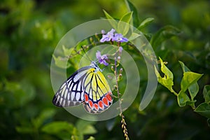 A beautiful Common Jezebel butterfly Delias eucharis is seated on Lantana flowers, a close-up side view of colorful wings