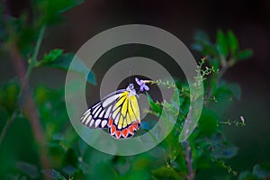 A beautiful Common Jezebel butterfly Delias eucharis is seated on Lantana flowers, a close-up side view of colorful wings