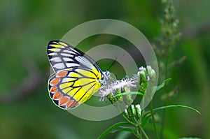 A beautiful Common Jezebel butterfly Delias eucharis is seated on Lantana flowers, a close-up side view of colourful wings in a