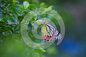 A beautiful Common Jezebel butterfly Delias eucharis is seated on Lantana flowers, a close-up side view of colourful wings in a