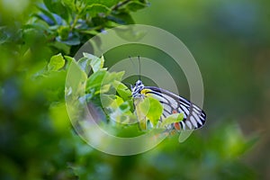 A beautiful Common Jezebel butterfly Delias eucharis is seated on Lantana flowers, a close-up side view of colourful wings in a