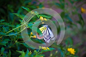 A beautiful Common Jezebel butterfly Delias eucharis is seated on Lantana flowers, a close-up side view of colourful wings in a