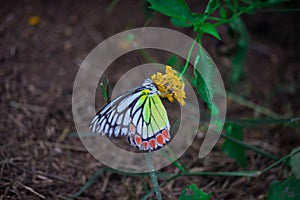 A beautiful Common Jezebel butterfly Delias eucharis is seated on Lantana flowers, a close-up side view of colourful wings in a