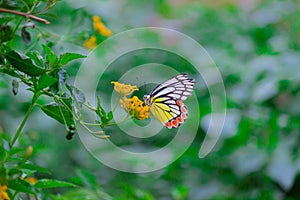 A beautiful Common Jezebel butterfly Delias eucharis is seated on Lantana flowers, a close-up side view of colourful wings in a