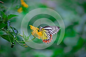 A beautiful Common Jezebel butterfly Delias eucharis is seated on Lantana flowers, a close-up side view of colourful wings in a