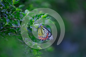 A beautiful Common Jezebel butterfly Delias eucharis is seated on Lantana flowers, a close-up side view of colourful wings in a