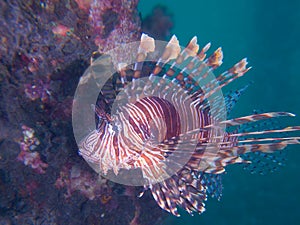 Beautiful common lionfish at one of my favourite macro sites in North Sulawesi, Paradise Jetty, near Pulisan, Indonesia.