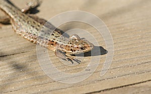 A beautiful Common Lizard Lacerta Zootoca vivipara warming up on a wooden walkway before hunting for insects.