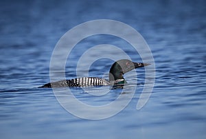 Beautiful common loon swims in cold pond of Minnesota in spring