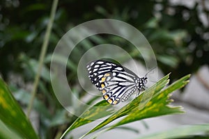 Common Mime Butterfly resting on a plant leaf. photo