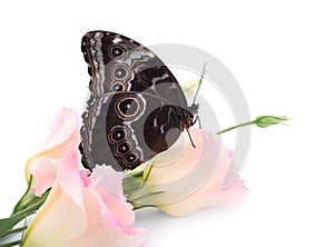 Beautiful common morpho butterfly sitting on eustoma flower against white background