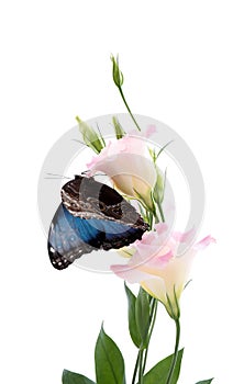 Beautiful common morpho butterfly sitting on eustoma flower against white background