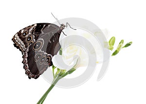 Beautiful common morpho butterfly sitting on freesia flower against white background